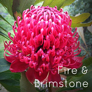 Photo of Fire & Brimstone Waratah flower